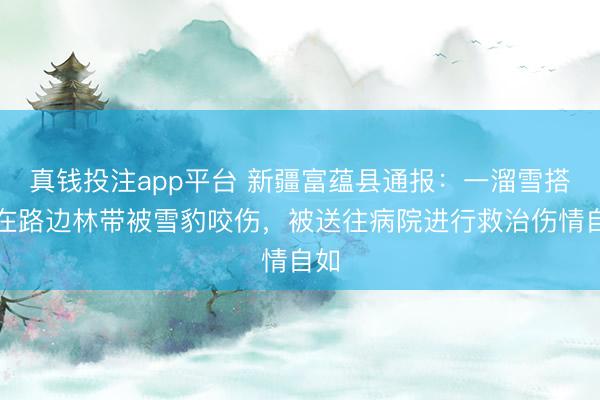 真钱投注app平台 新疆富蕴县通报：一溜雪搭客在路边林带被雪豹咬伤，被送往病院进行救治伤情自如